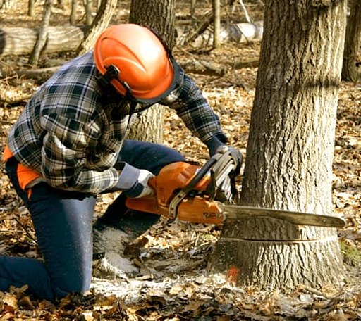 Tree Removal in Brady, NE